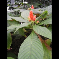 Aphelandra sinclairiana (fam. Acanthacees) (Am. centrale) (3)